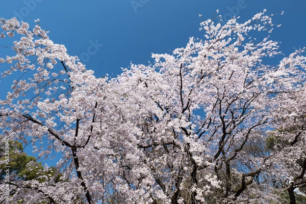 Obraz 満開のしだれ桜と青空　3月　東京都文京区六義園