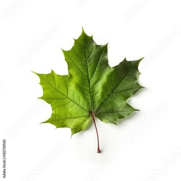 Obraz Green falling maple leaf isolated on white, generative ai