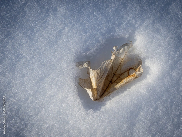 Obraz dried leaf in the snow
