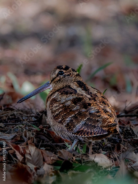 Obraz 六甲山のヤマシギ