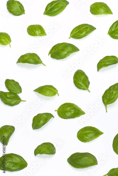 Fototapeta Pojedyncze listeczki bazylii rozłożone w odstępach pomiędzy sobą 