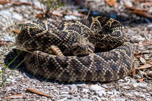 Obraz diamondback rattlesnake