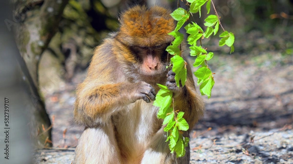 Fototapeta Young barbary ape holds a branch in his hand and looks at the leaves
