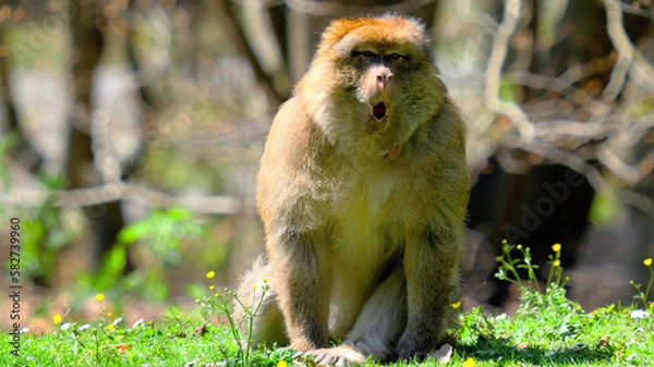 Fototapeta Close up of young barbary ape with open mouth
