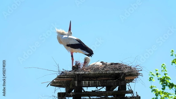 Fototapeta Stork stands in nest and stretches beak vertically upwards