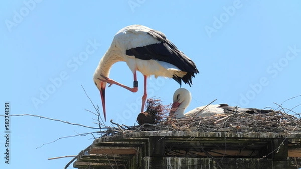Fototapeta Two storks in nest, one sitting the other standing with bird ring