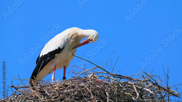 Fototapeta Portrait of a stork standing in its nest and cleaning itself with its beak