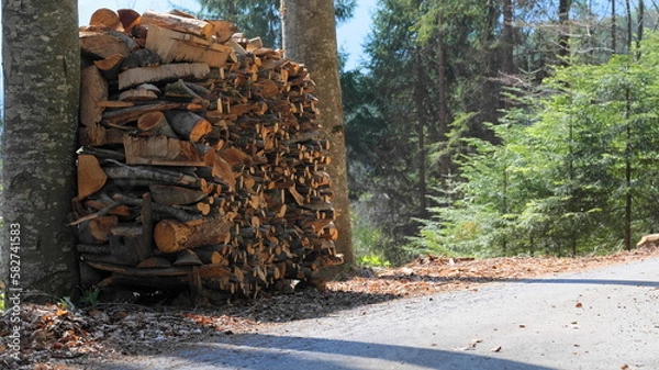 Fototapeta Wooden pole on the edge of a forest path