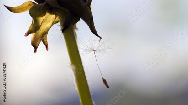 Fototapeta Close up of a single cypsela seed of dandelion