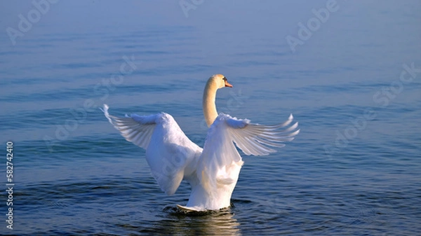 Fototapeta Swan with wings stretched up backwards