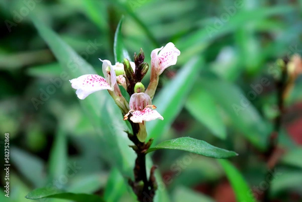 Fototapeta Gandarusa flower, also known as Tabernaemontana divaricata, is a fragrant white flower native to Southeast Asia. Its medicinal properties have been used in traditional medicine.