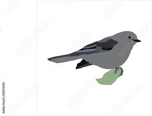 Fototapeta Ash and black color bird is sitting on a branch vector artwork 