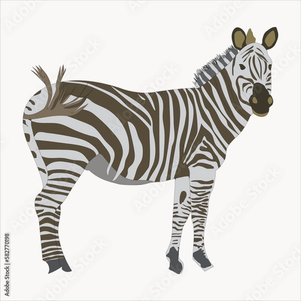 Fototapeta A black and white striped zebra is standing vector artwork