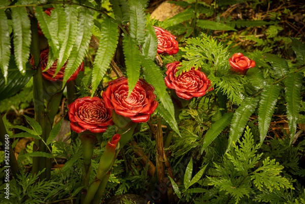 Obraz Tropical red flowers