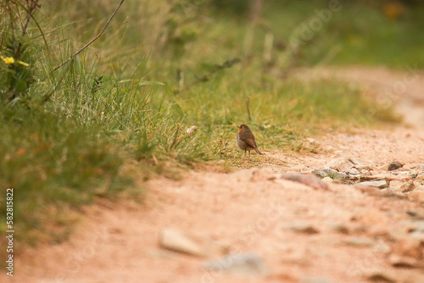 Fototapeta Bird posing near the vegetation in a path. Robin Redbreast posing.