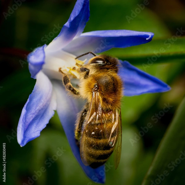 Obraz European honey bee (Apis mellifera) feasting and pollinating a flower