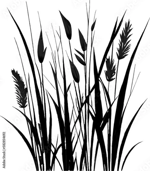 Fototapeta Image of a silhouette reed or bulrush on a white background.Monochrome image of a plant on the shore near a pond.
