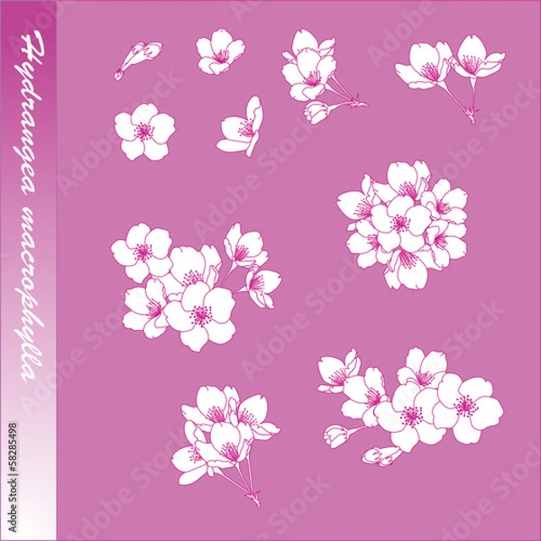 Fototapeta Hydrangea macrophylla element design