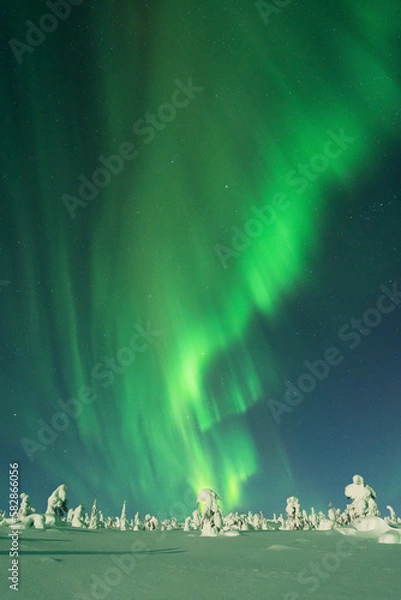 Obraz Stunning greenish Northern lights over snow-covered trees and white landscape during a full moon in Riisitunturi National Park, Lapland