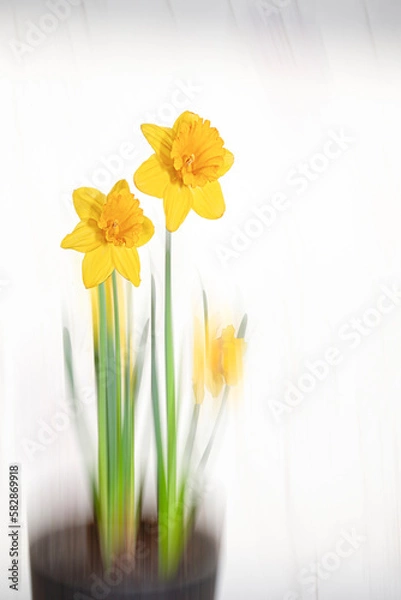 Obraz 고결한 자태를 뽐내는 수선화