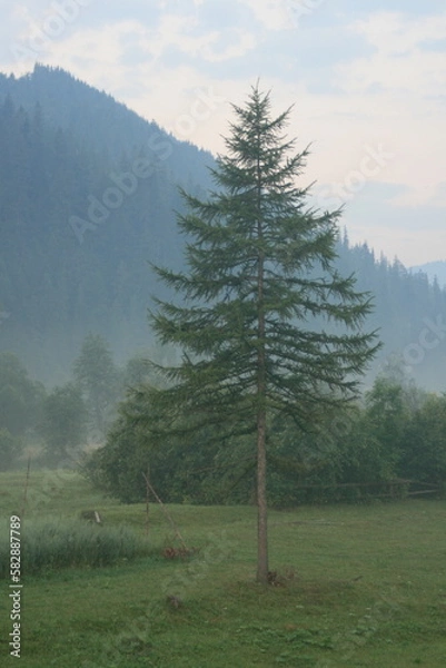 Obraz A lonely pine tree in the mountains