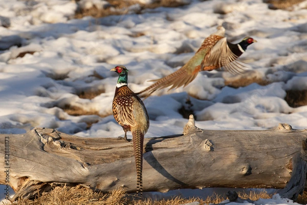 Fototapeta Two Pheasants in Winter