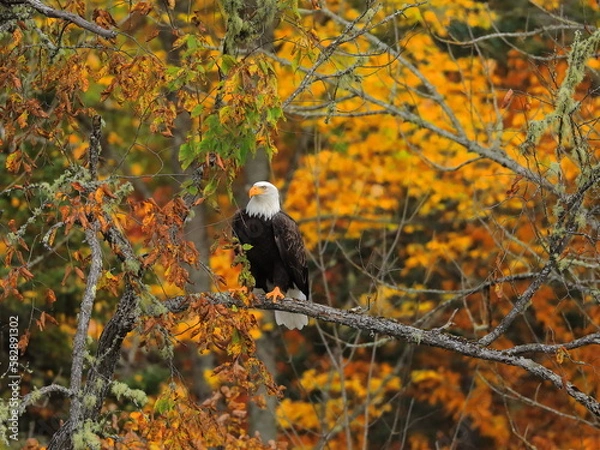Obraz Bald Eagle in Fall Foliage