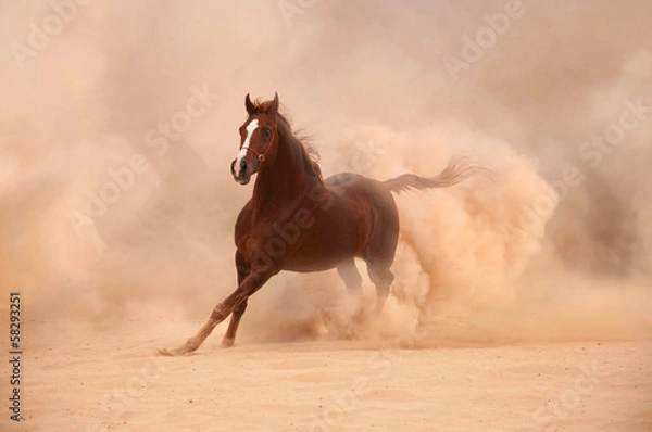 Obraz Purebred arabian horse running in desert