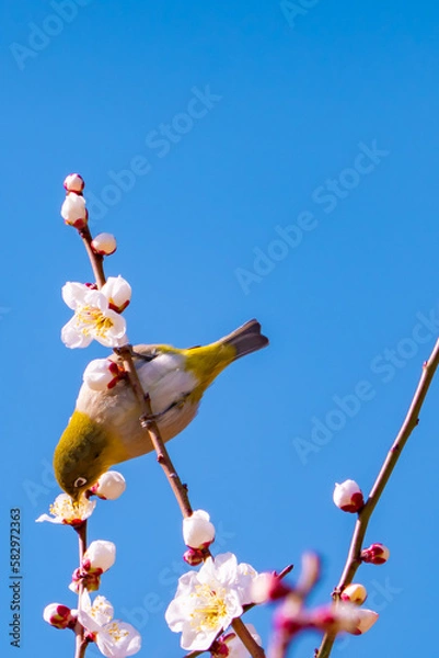 Obraz 梅の花とメジロ