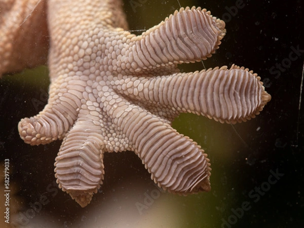 Obraz macro close up of crested gecko foot