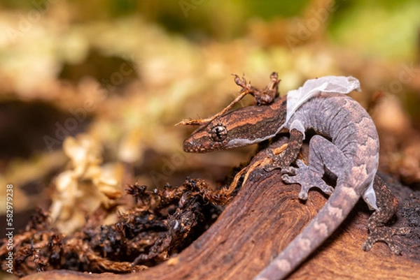 Obraz macro close up of mourning gecko shedding 