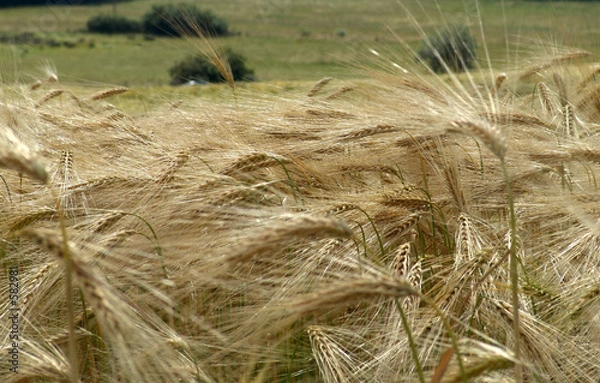 Obraz getreidefeld