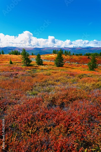 Fototapeta red trees and ridge
