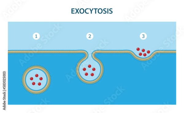 Fototapeta Exocytosis is the process by which substances are removed from the cell.