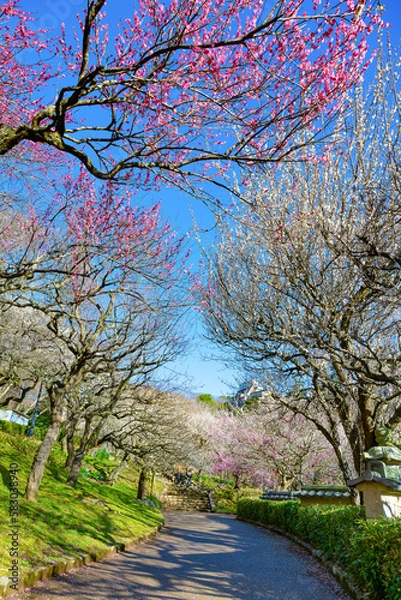 Fototapeta 静岡県熱海市　熱海梅園