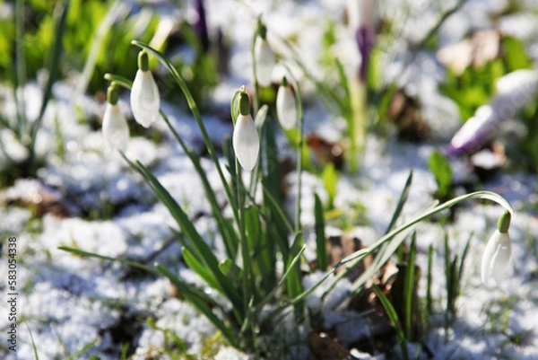 Fototapeta spring vs. winter