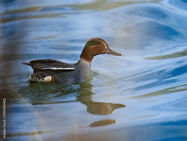 Fototapeta Eurasian teal male on the river