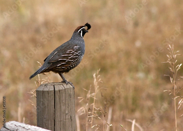 Obraz california quail