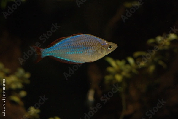 Obraz ネオンドワーフレインボー