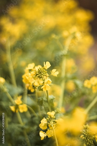 Obraz 初春の菜の花