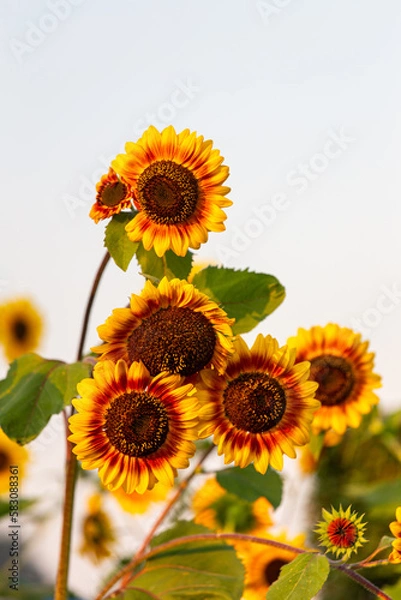 Obraz yellow and red sunflower
