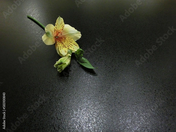 Obraz 一輪の花　背景素材　黄色のアルストロメリア