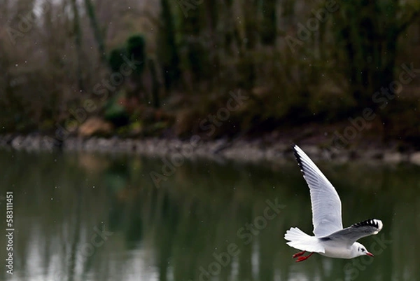 Fototapeta Seagull flies through the bottom right of the picture