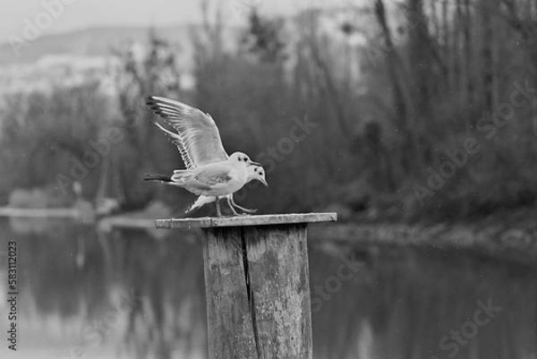 Fototapeta Two seagulls on a bollard one with wings stretched high in black and white
