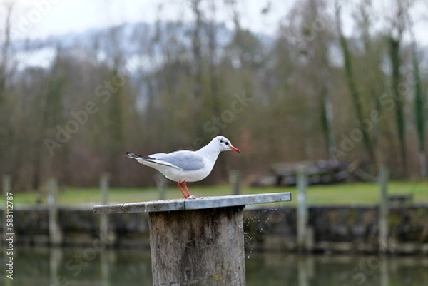 Fototapeta A seagull with red beak and red feet stands on a bollard