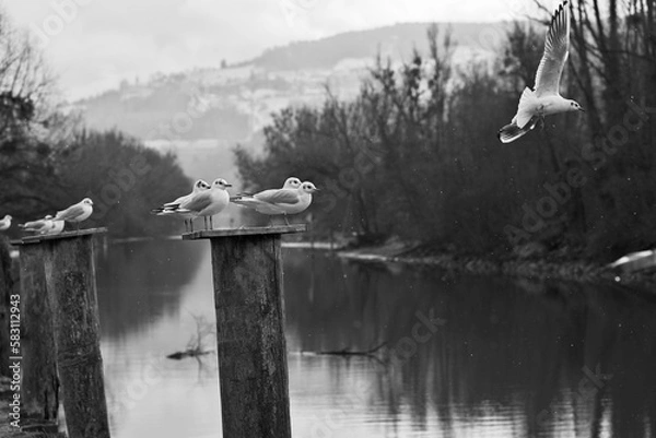 Fototapeta Group of seagulls on a bollard, one flying away in black and white