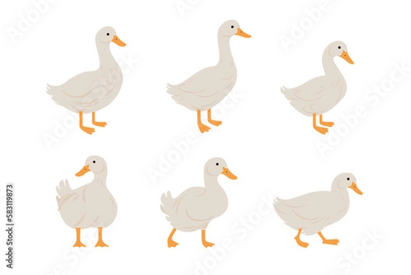 Obraz Domestic fowl. Vector contour illustration of duck.