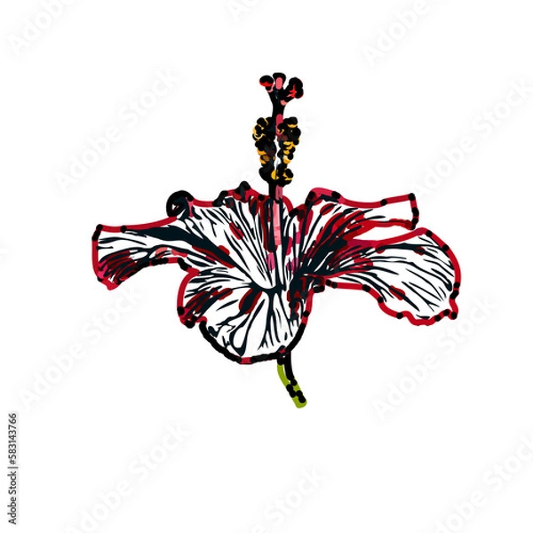 Fototapeta Color sketch of a shoe flower with transparent background