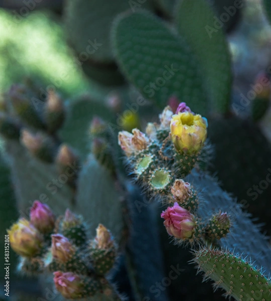 Obraz Capitol Garden 