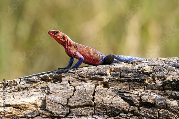 Obraz A Agama Mwanzae is taking a sunbath